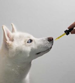 Fireworks, Thunder, and Mailmen: Tackling Noise Phobia in Pets